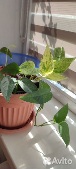 Филодендрон Сатин голд