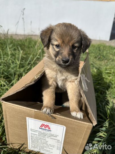 Щенки в добрые руки