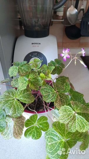 Кислица оксалис