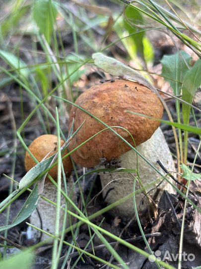 Грибы грузди свежие