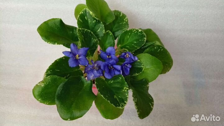 Мини Фиалки