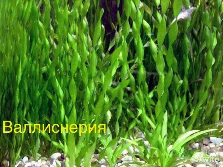 Растения для аквариума