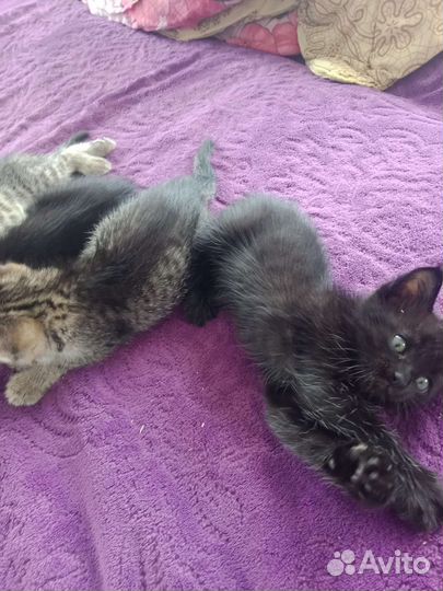 Котята в добрые руки бесплатно