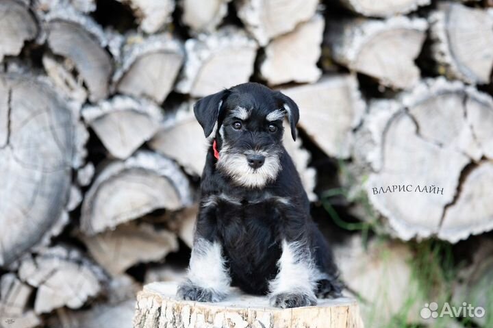 Цвергшнауцер