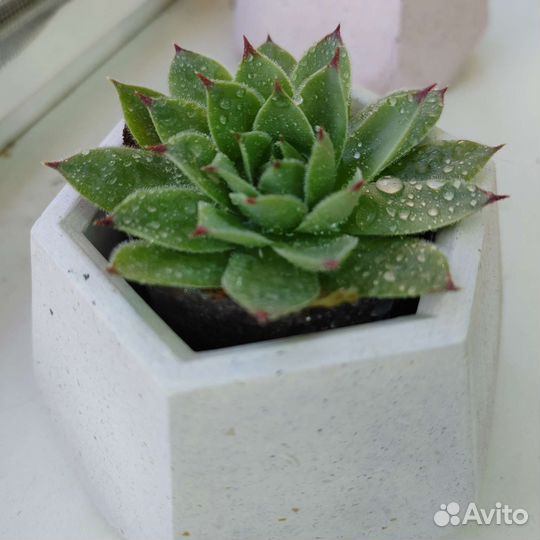 Каменная роза (молодило)