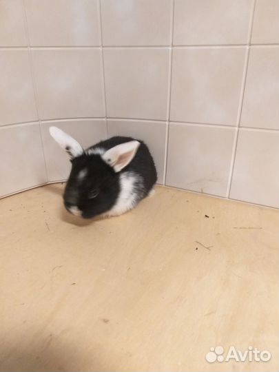 Декоративные кролики породы 