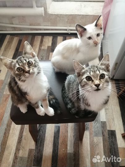 Кошка в дар