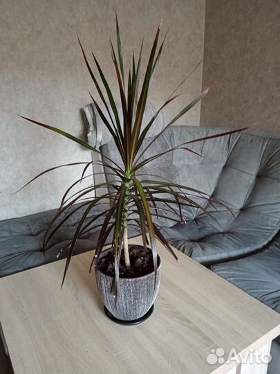 Комнатный цветок