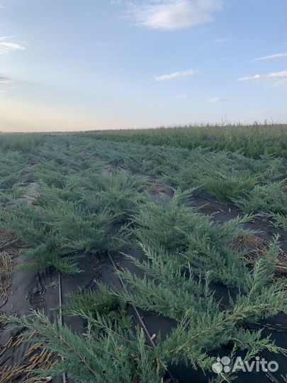 Озеленение и благоустройство