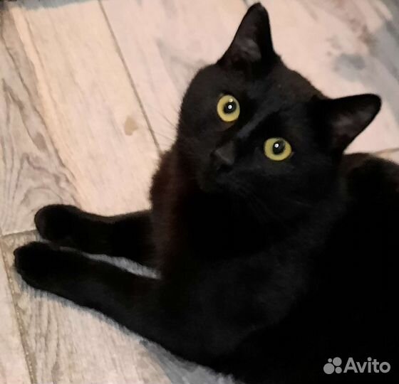 Замечательный черный котик на счастье