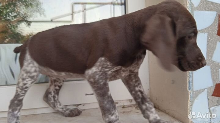 Щенки Курцхаара