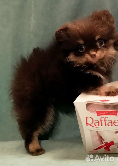 Мини девочки 3 мес