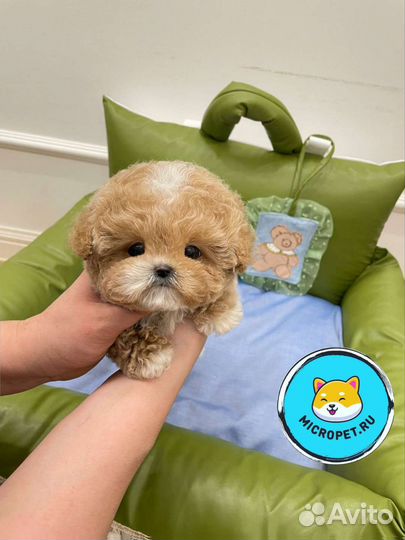 Той-пудель Мальтипу Микро из Кореи