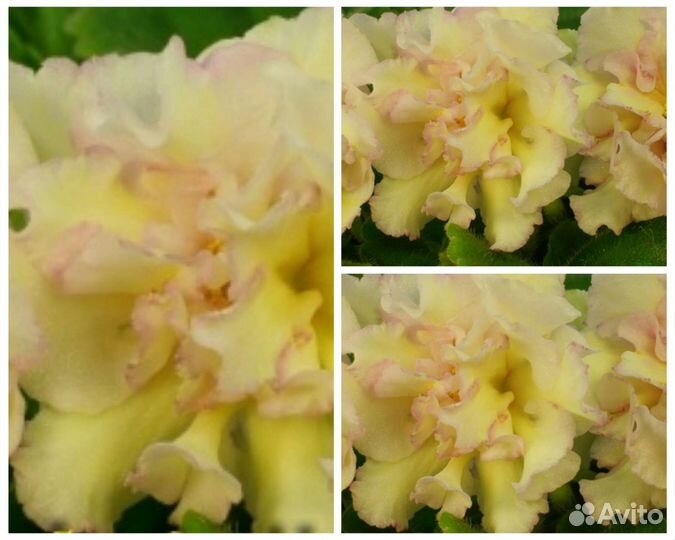 На любой вкус