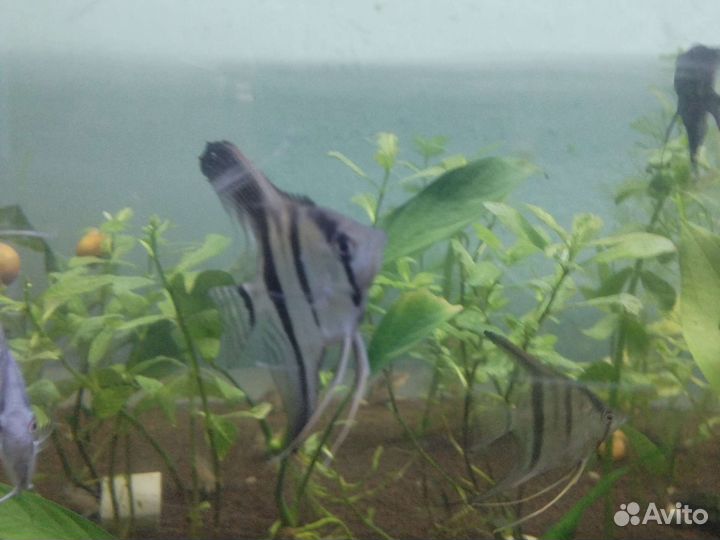 Аквариумные рыбки и растения в москве