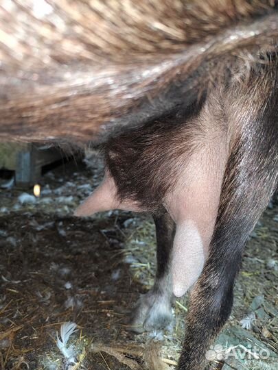 Коза ламанча дойная