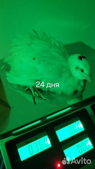 Дмитриевские перепел и танюшкин фараон