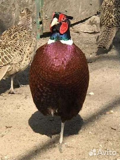 Фазан охотничий, фазанята