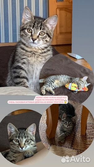 Кошки бесплатно