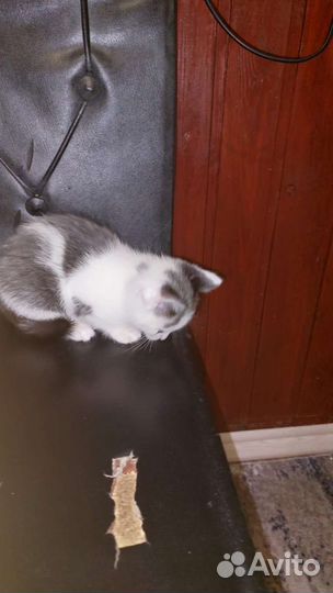 Кошка