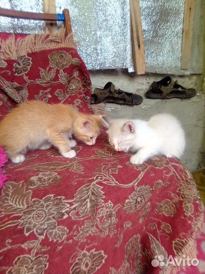 Котята в добрые руки бесплатно