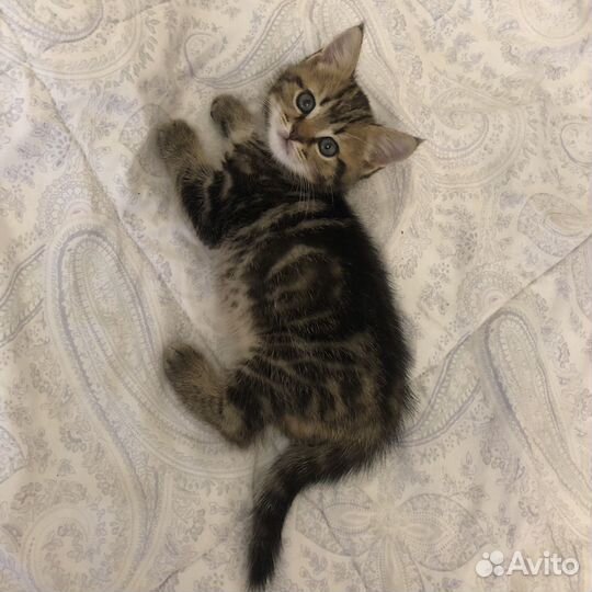 Британские котята