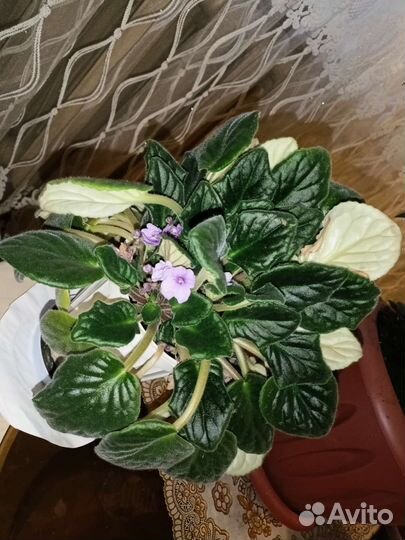 Фиалка в горшках