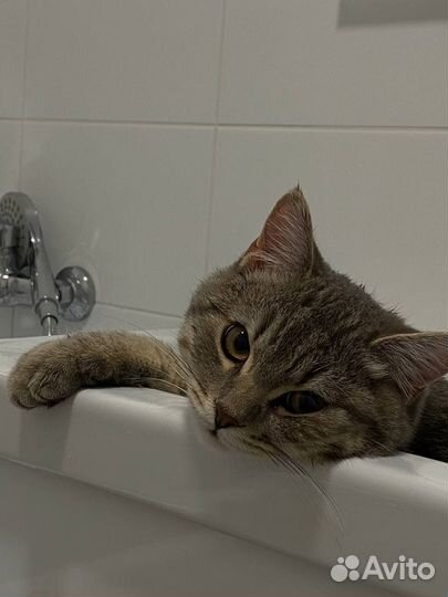 Британская кошка