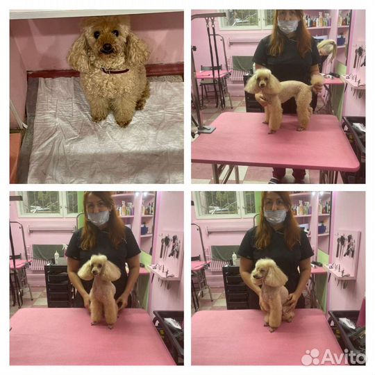 Грумер стрижка собак и кошек с выездом на дом