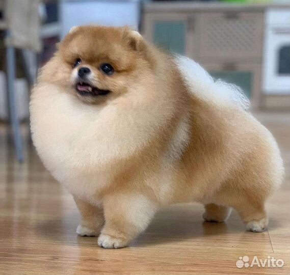 Стрижка шпицев, породный груминг