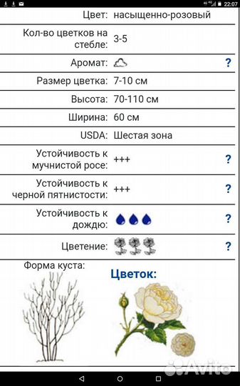 Роза Леонардо да винчи