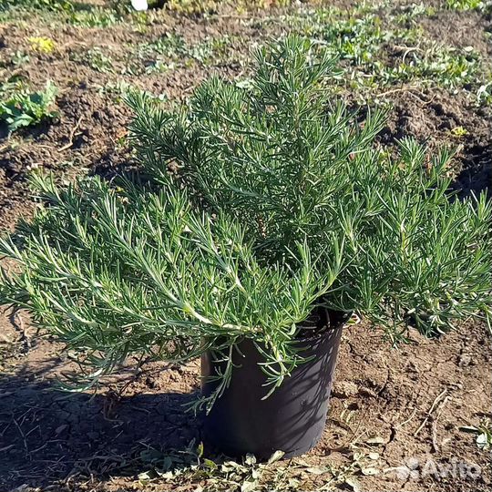 Ампельный Розмарин (зкс)