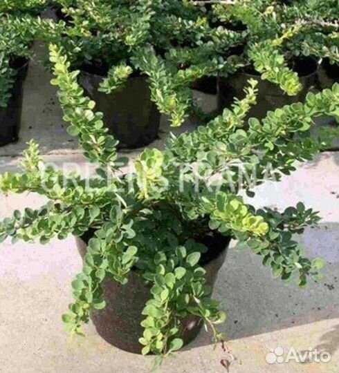 Барбарис Тунберга Green Carpet/С3 12-15 см