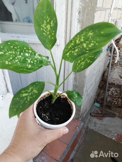 Диффенбахия