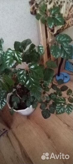 Комнатные цветы