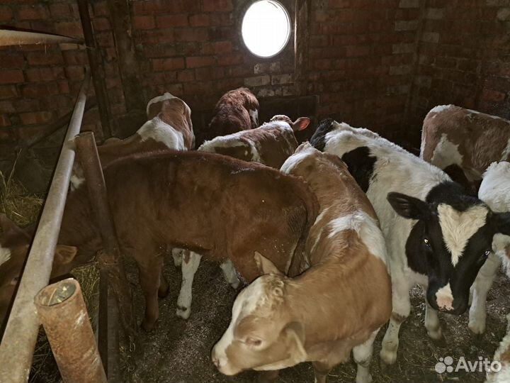 Бычки симменталы