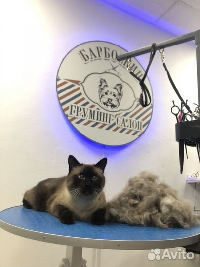 Груминг кошек - стрижка/ вычес/ экспресс-линька