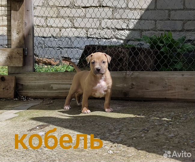 Мощные щенки амстафф