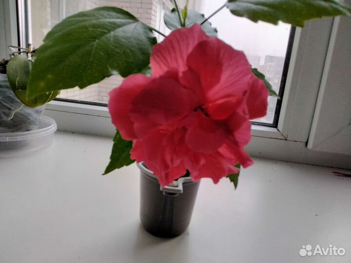 Гибискус5