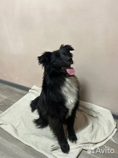 Собака в добрые руки