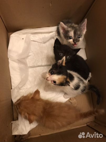 Котята в добрые руки