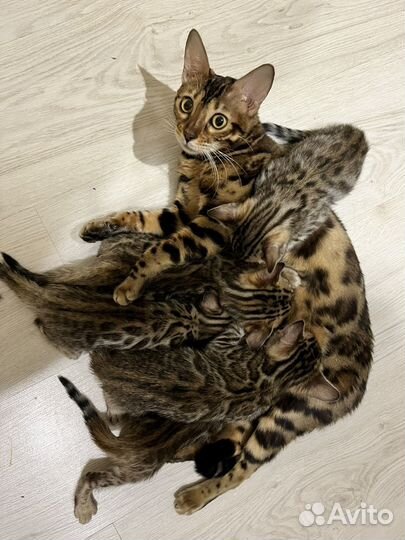 Бенгальские котята