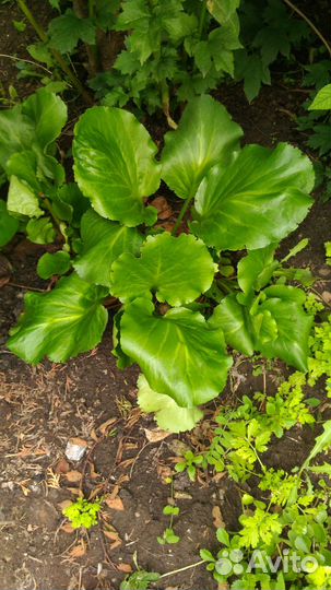 Саженцы (корневища) многолетних цветов