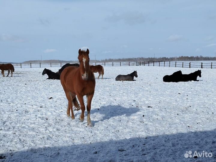 Лошади