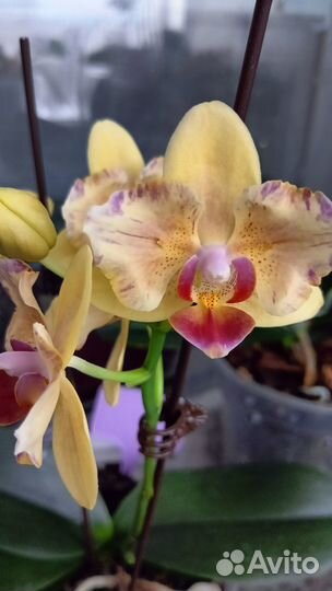 Орхидеи фаленопсис Азия