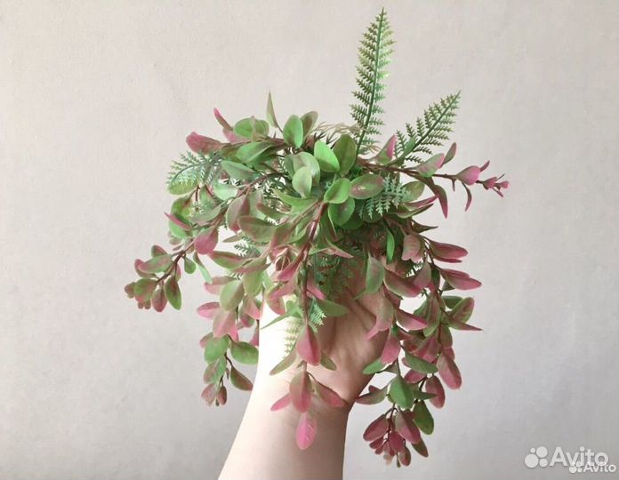 Растение для аквариума