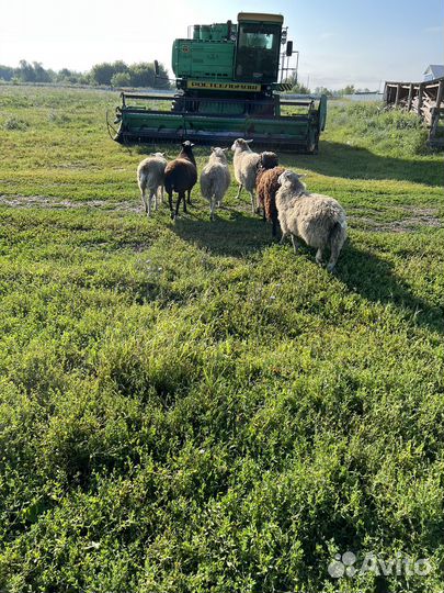 Овцы бараны стадо 6 голов