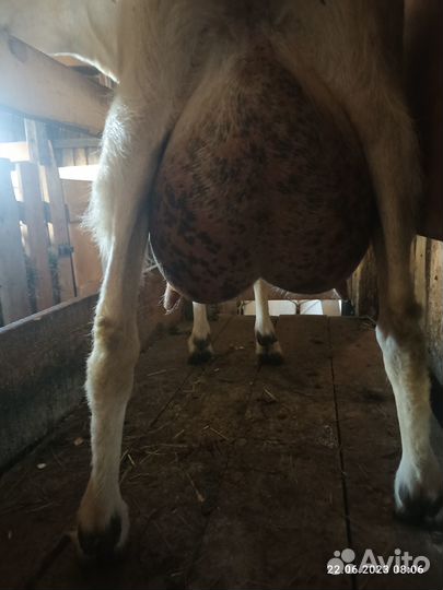 Коза дойная