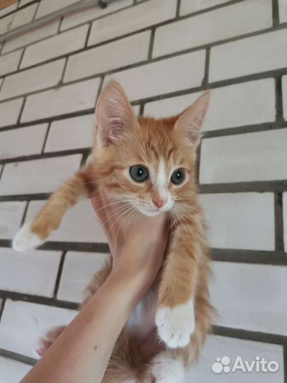 Рыжий мраморный котенок в добрые руки