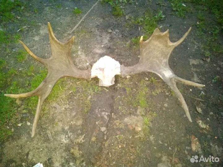 Рога лося